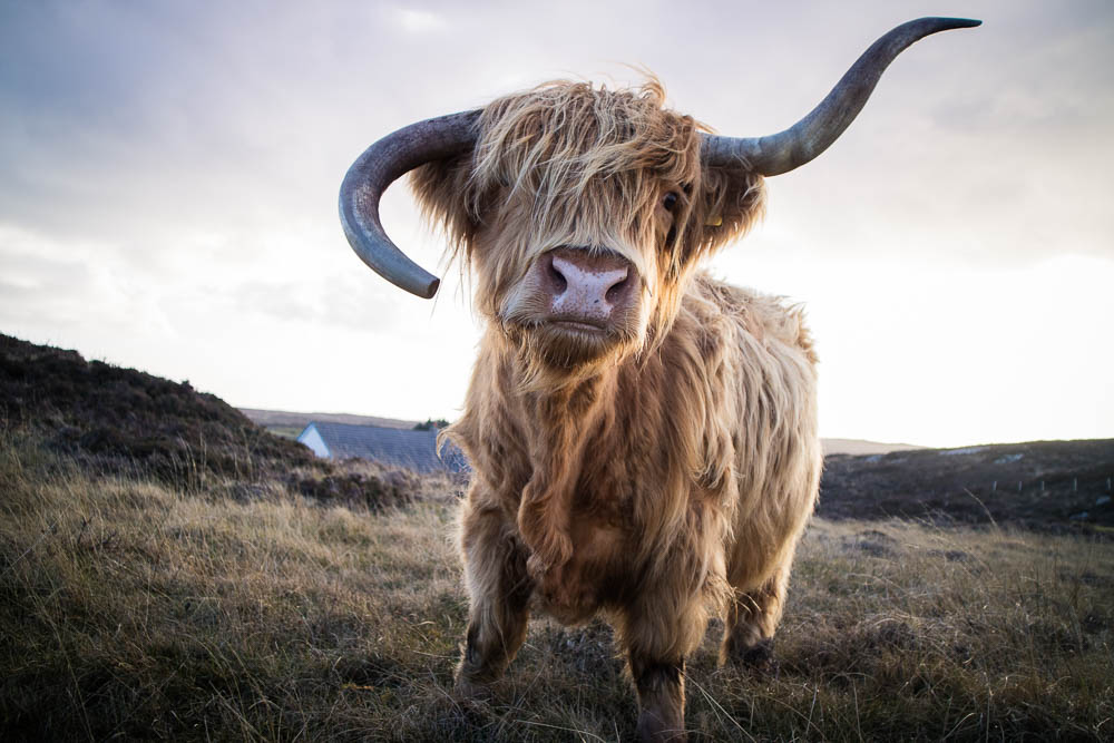 Highland Cow on Coll
