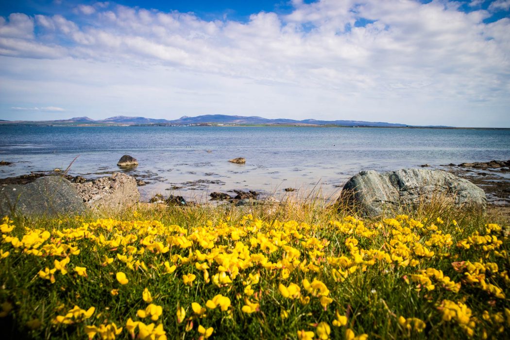 Yellow flowers by the sea on the beach outside Bruichladdich Distillery on Islay