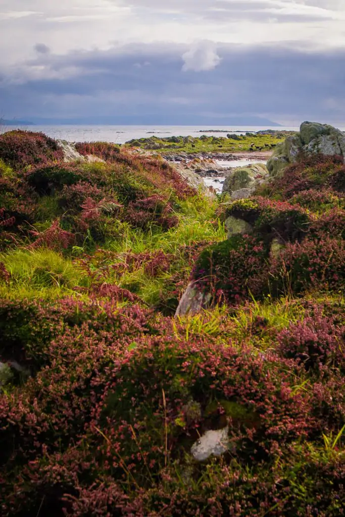 heather and grass by the sea