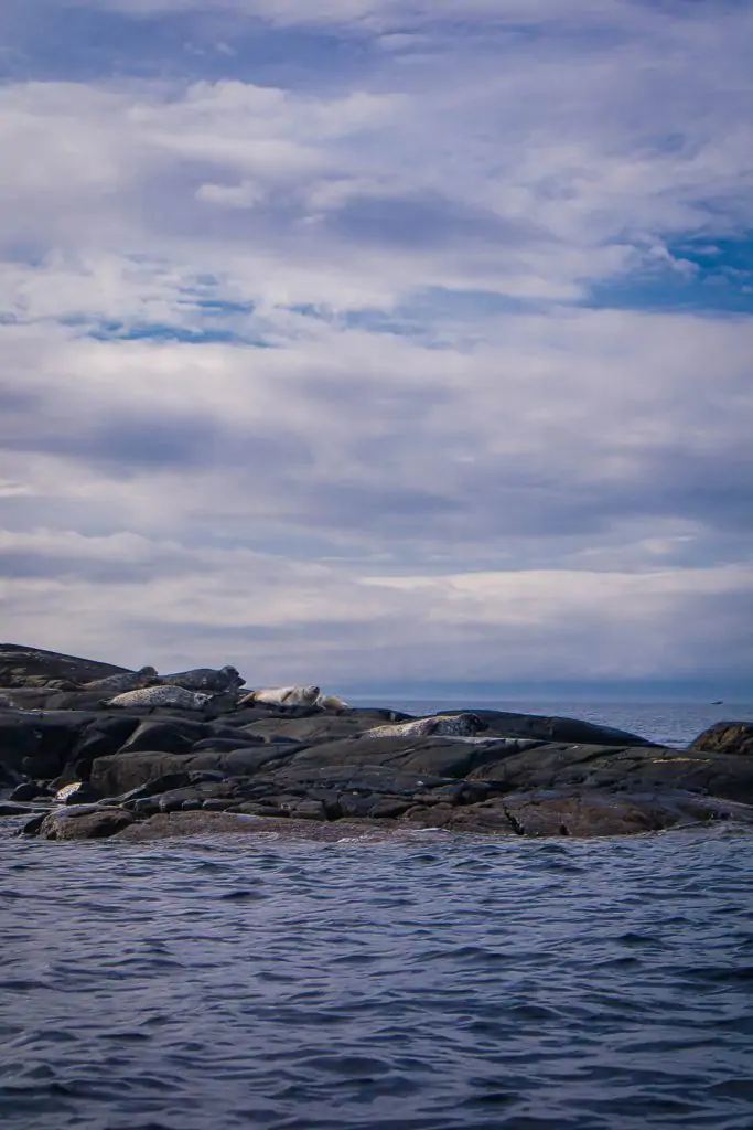 Seals lounging on rocks in Scotland