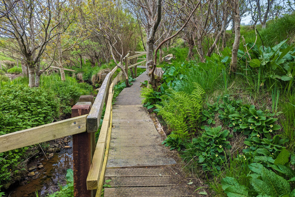 A path in Olav's Wood in Orkney