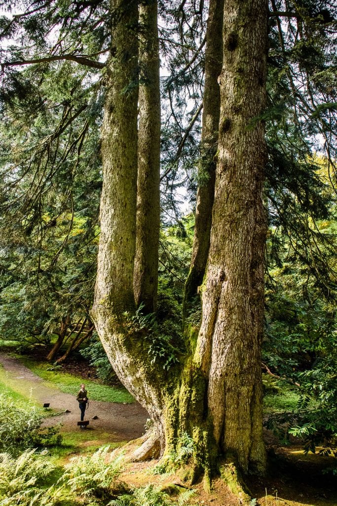 Giant tree with four trunks at Ardkinglas Woodland Garden