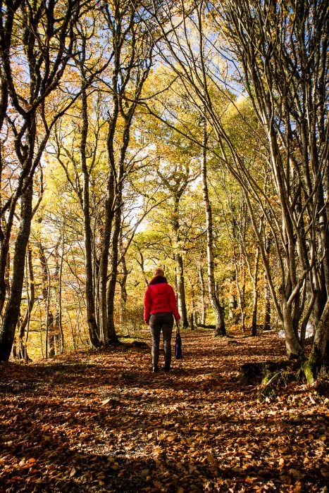 A woman standing in an autumn coloured woodland near Pitlochry