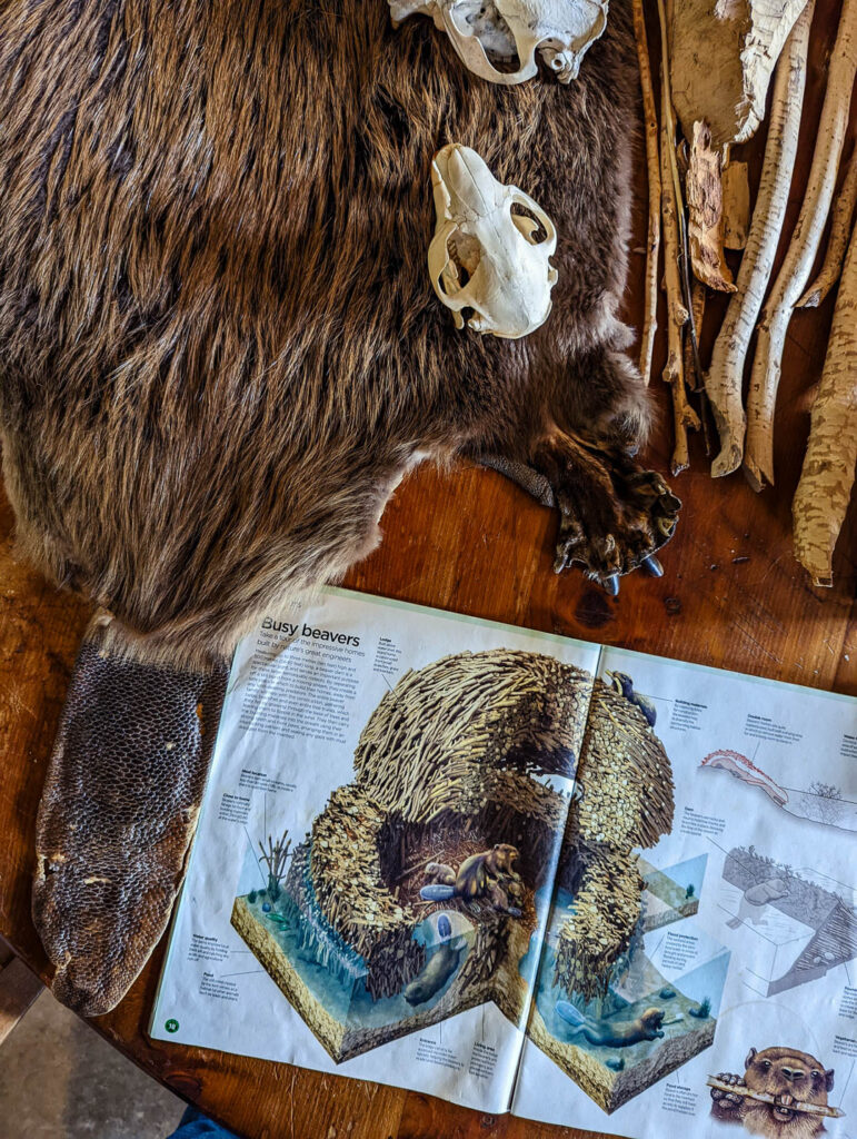 Beaver fur, a beaver skull and a picture of a beaver lodge