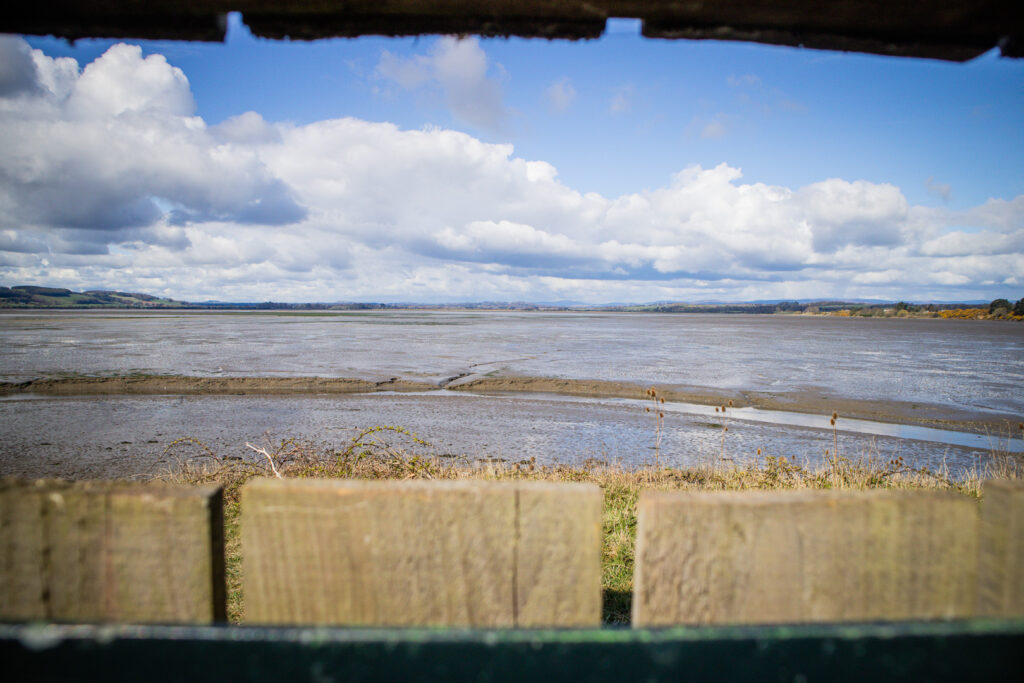 Bird watching at Montrose Basin is a popular thing to do in Angus