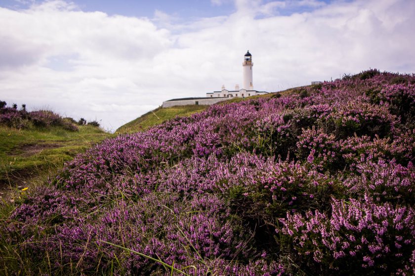 Mull of Galloway Lighthouse at the southernmost point of Scotland behind blooming heather.