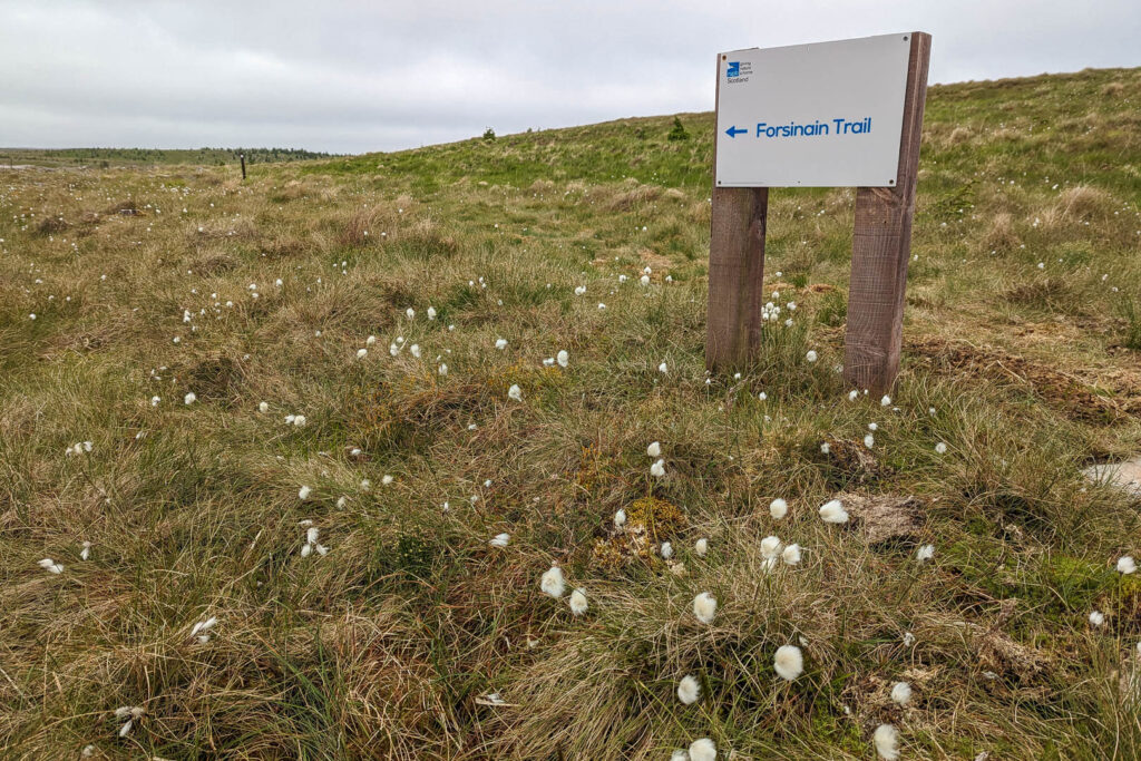 Signpost for the Forsinain Trail surrounded by cottongrass