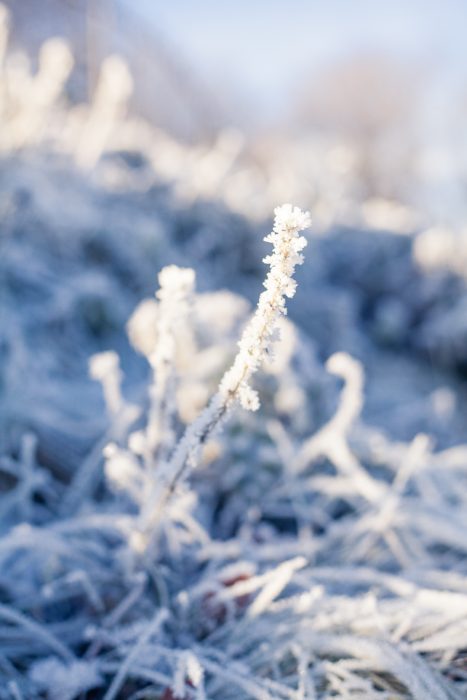 Easy Glasgow Walks: Beautiful Parks in Glasgow in Winter | Watch Me See | Winter is a great time to visit Glasgow and explore some of its easy walks around the city - and there are plenty of them. This is a guide to some of my favourite Glasgow walks in parks across the city - parks that turn into picture-perfect winter-wonderlands in the snow and make for ideal lunch-time getaways!