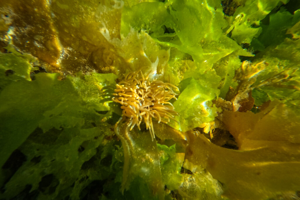 anemone and kelp forst snorkelling on the isle of jura