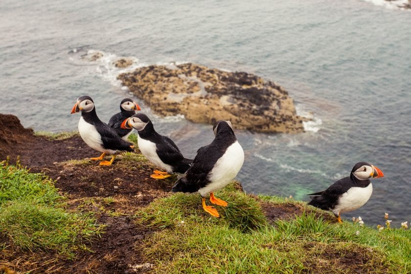 An tour to see puffins in Scotland and the Isle of Staffa had always been on my bucket list. The Staffa & Treshnish Isles Wildlife tour was perfect for me!
