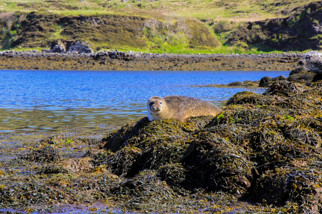 A seal sunbathing on a rock in Scotland.