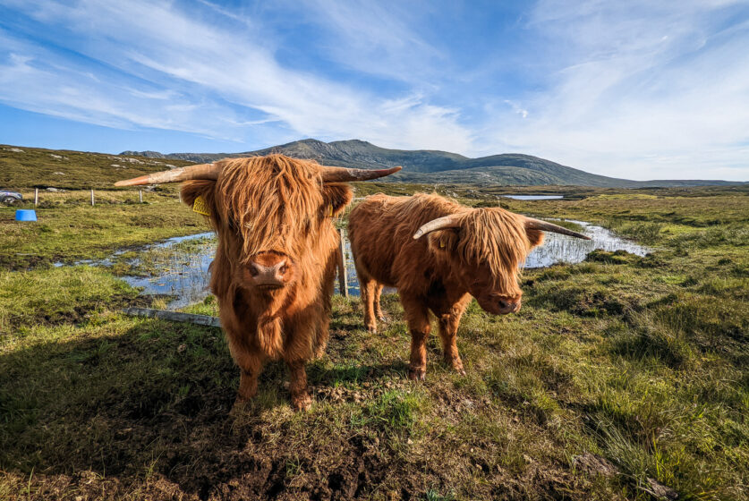Two Highland Cows at Long Island Retreats croft tour on South Uist