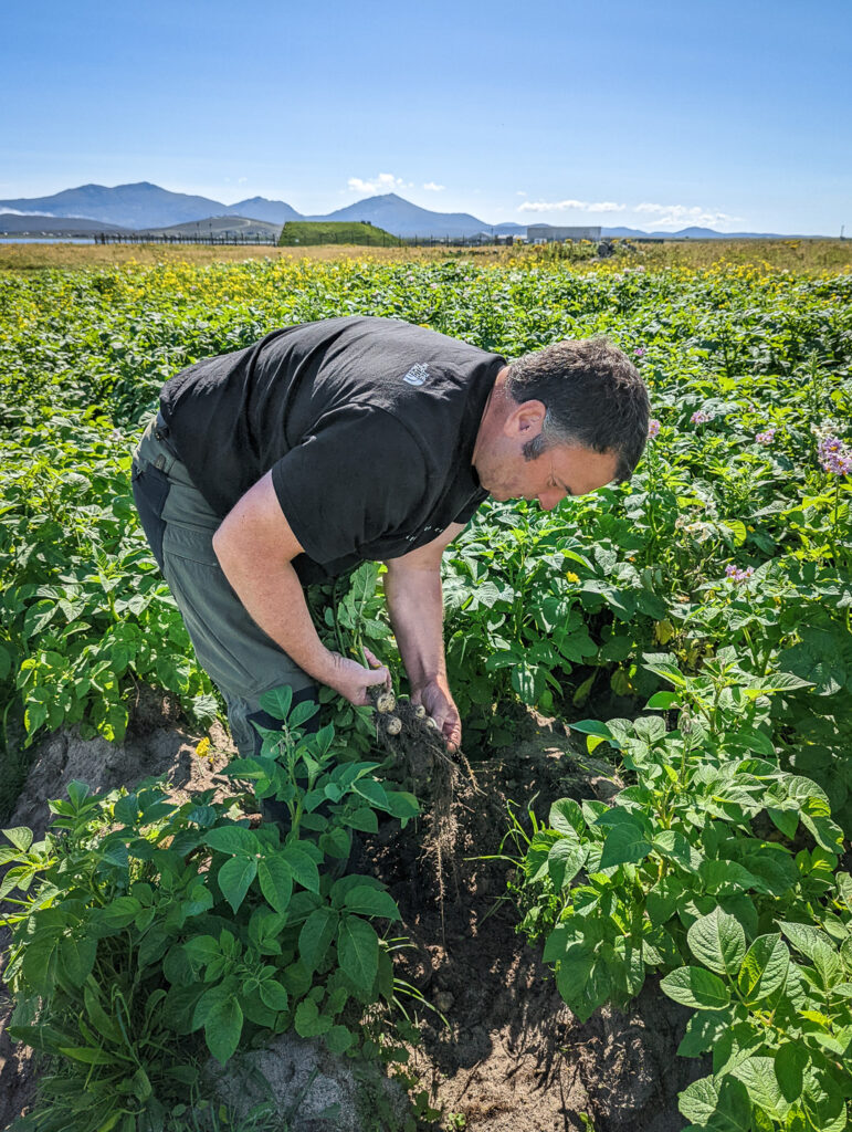 Crofter DJ harvesting potatoes at a croft tour on South Uist