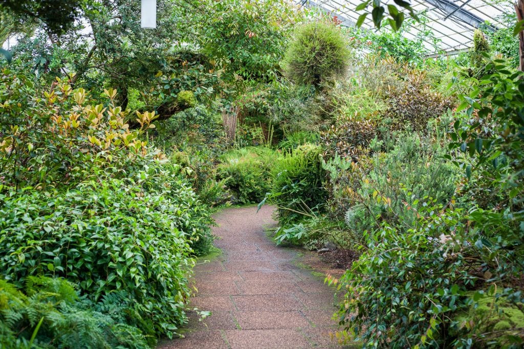 Greenery at the Royal Botanic Garden in Edinburgh.