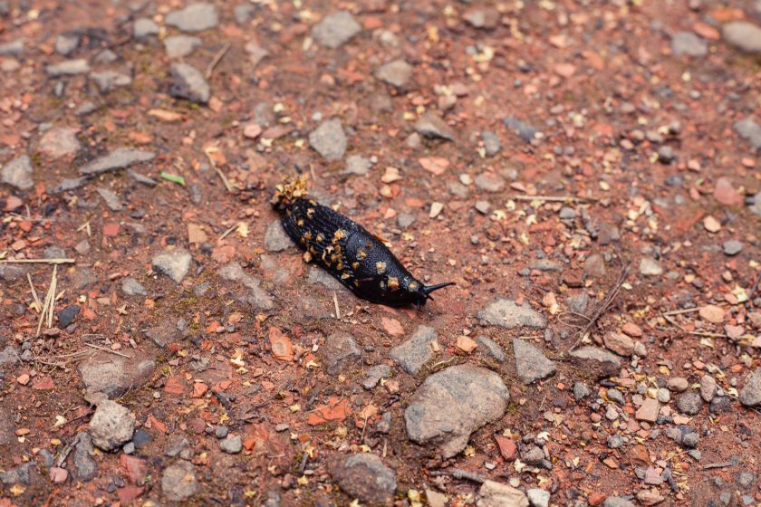 A slug at the Seven Lochs Wetland Park, Glasgow, Scotland