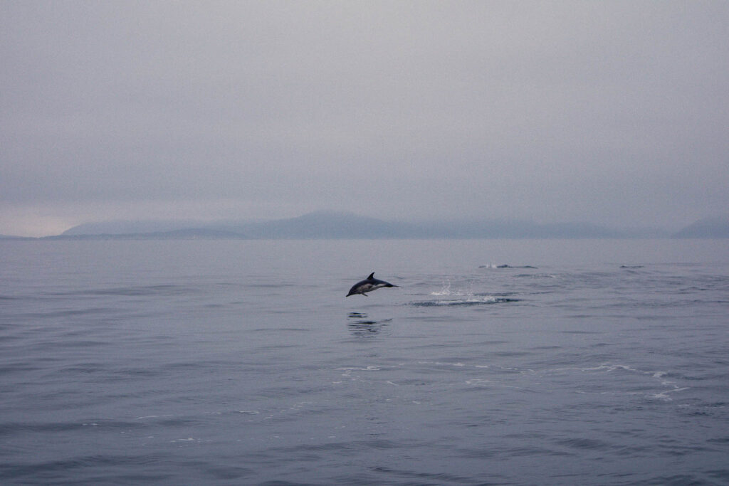 Dolphin and whale watching is a popular scientific tourism experience in Scotland
