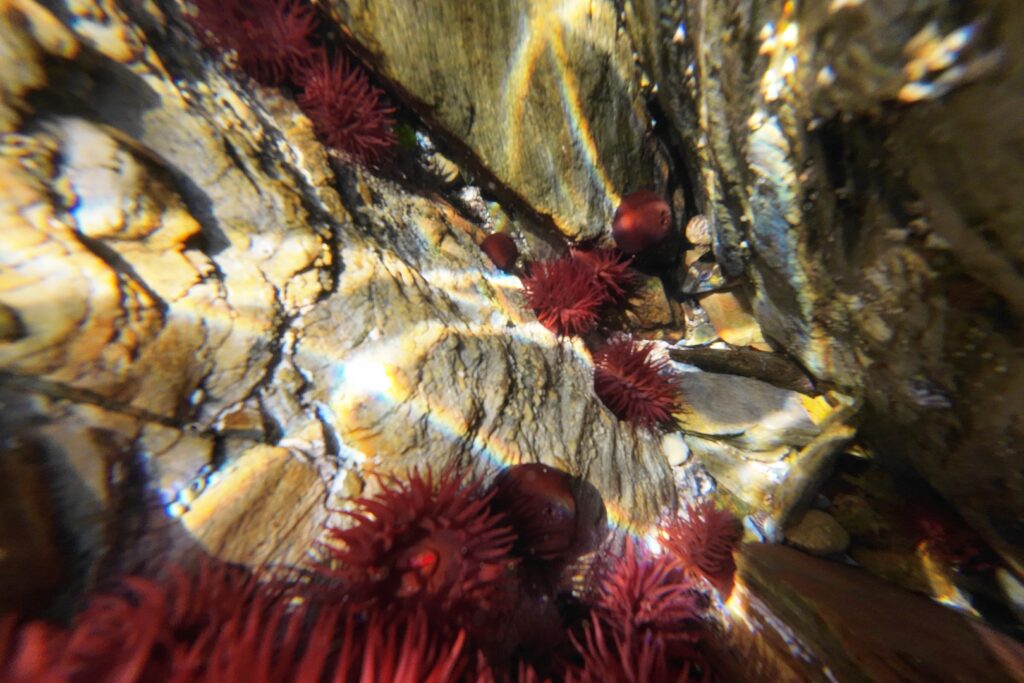 beadlet anemones at asknish bay spotted snorkelling in scotland