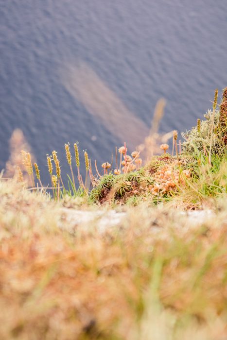 Flowers on the cliffs of St Kilda