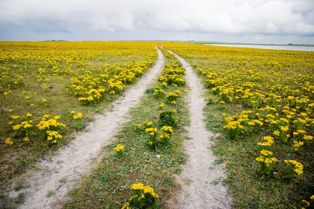 The Hebridean Way leading through a yellow flower field.