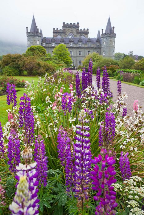 Purple flowers in front of Inveraray Castle