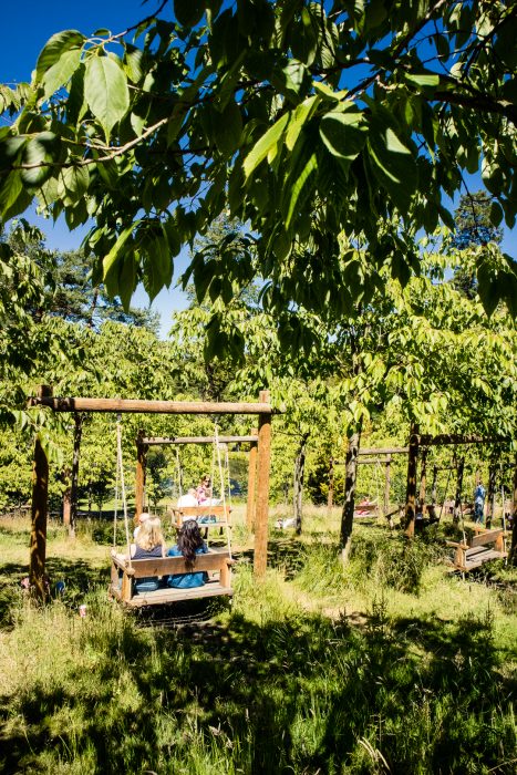 A swing in the cherry orchard at Alnwick Garden in Northumberland/