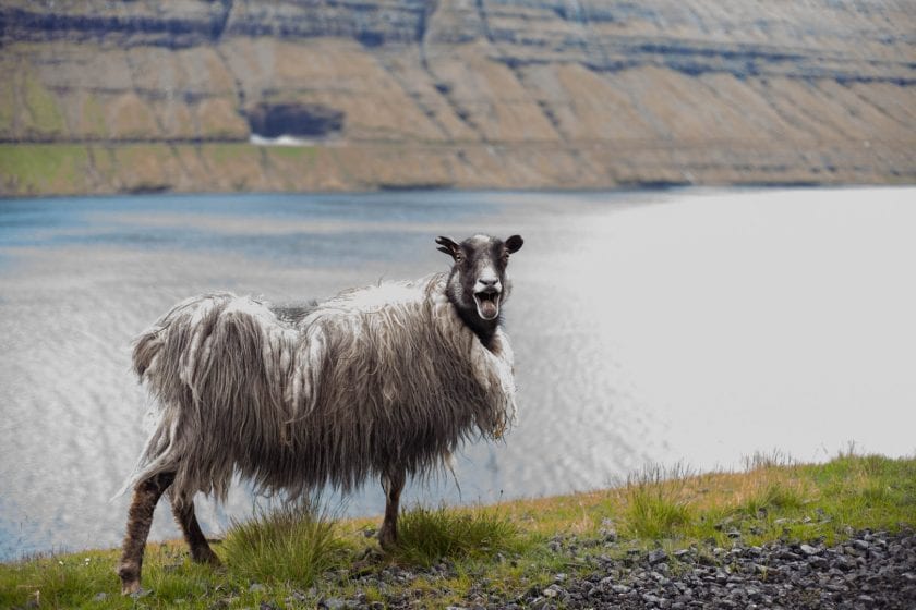 Want to learn Faroese before you head off on your big adventure on the Faroe Islands? Faroe Islands Translate teaches you the most important phrases!