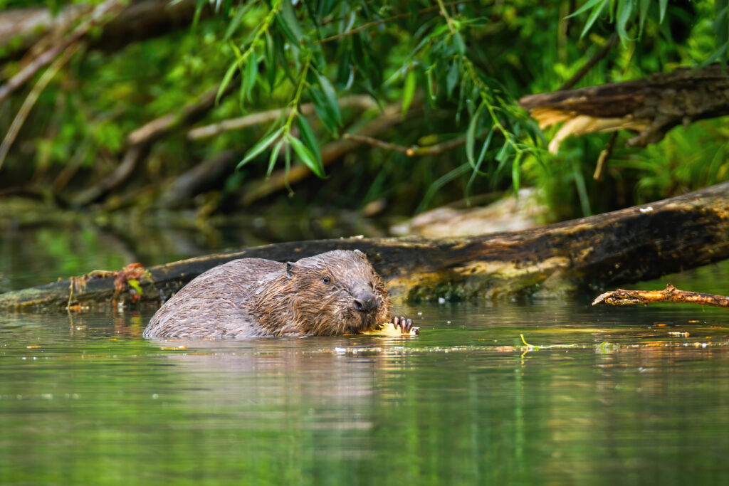 Eurasian beaver eating and nibbling wood in the river